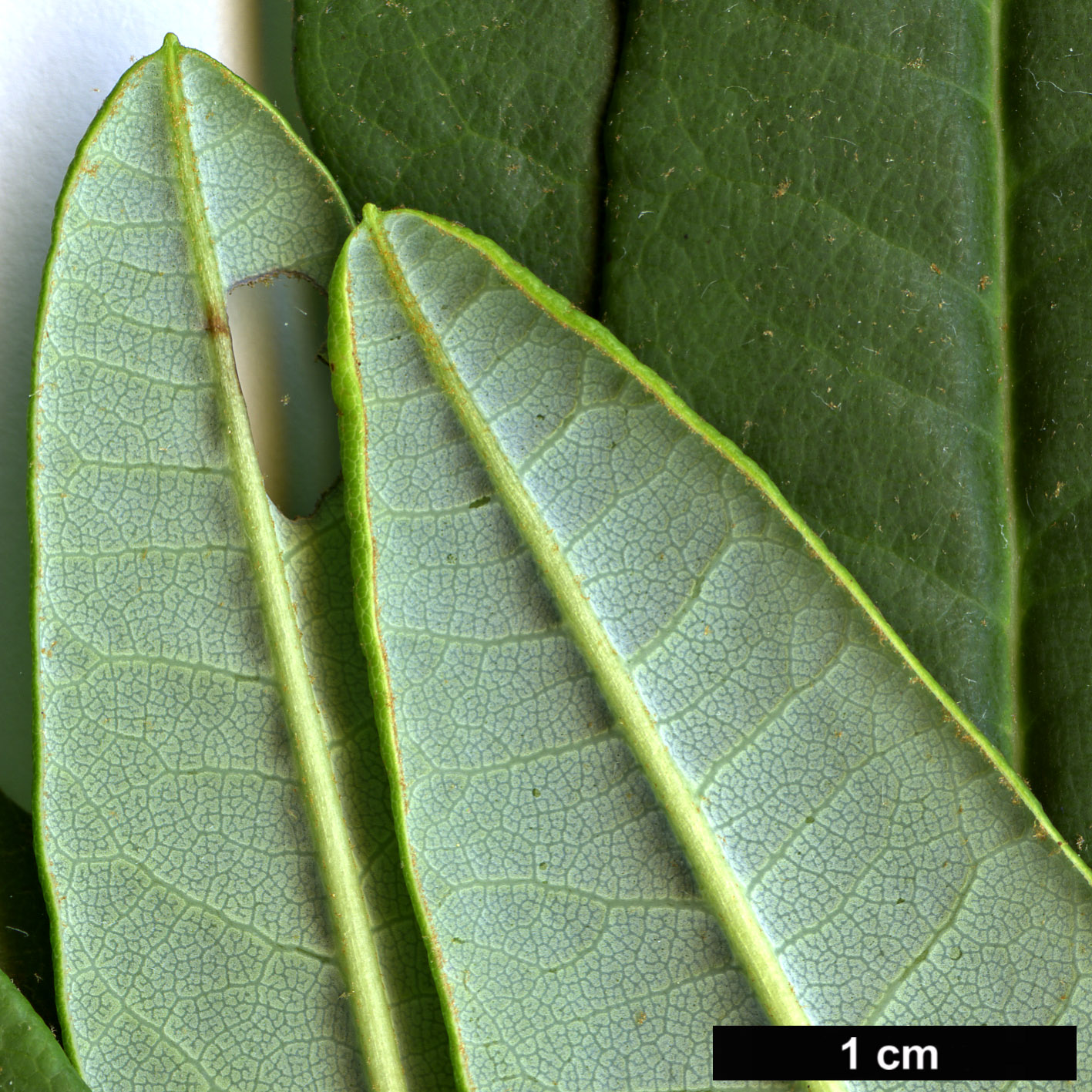 High resolution image: Family: Ericaceae - Genus: Rhododendron - Taxon: neriiflorum - SpeciesSub: subsp. phaedropum